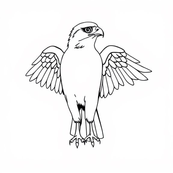 Broad Winged Hawk Information Page Coloring Pages Broad Winged Hawk Information Page Coloring Pages